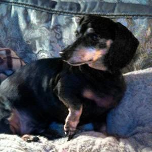 Meet your Posher, Dody